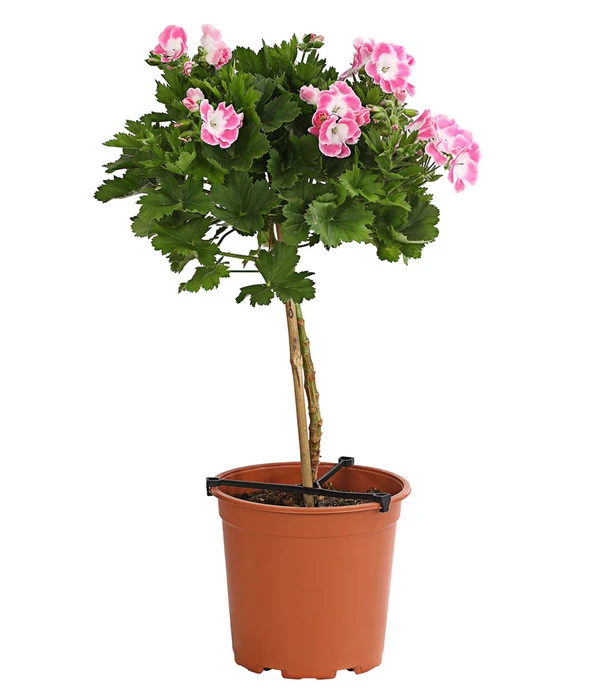 Edelgeranie, StĂ€mmchen â Bild 2