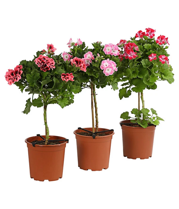 Edelgeranie, StÀmmchen