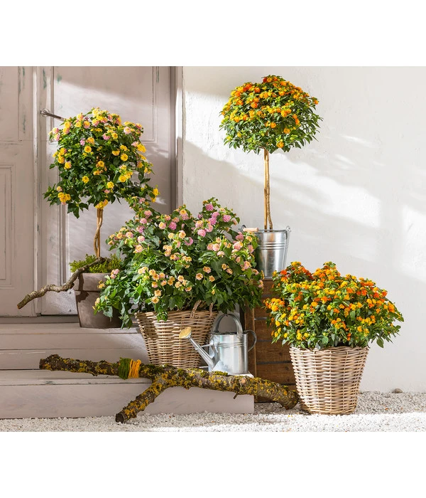 Wandelröschen, Stämmchen – Bild 2