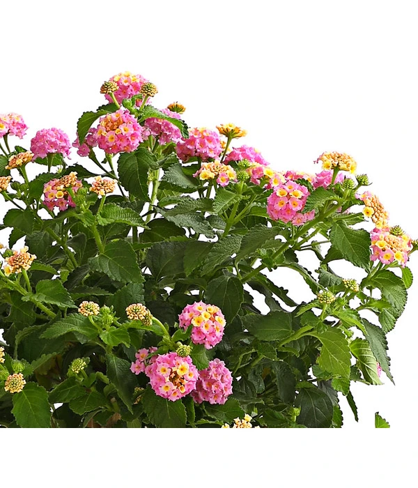 Wandelröschen, Stämmchen – Bild 5