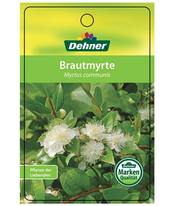 Brautmyrte, Busch – Bild 4