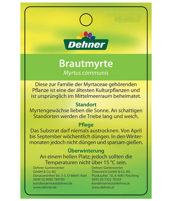 Brautmyrte, Busch – Bild 5