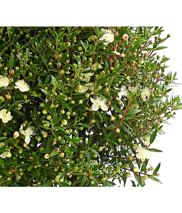 Brautmyrte, Busch – Bild 2