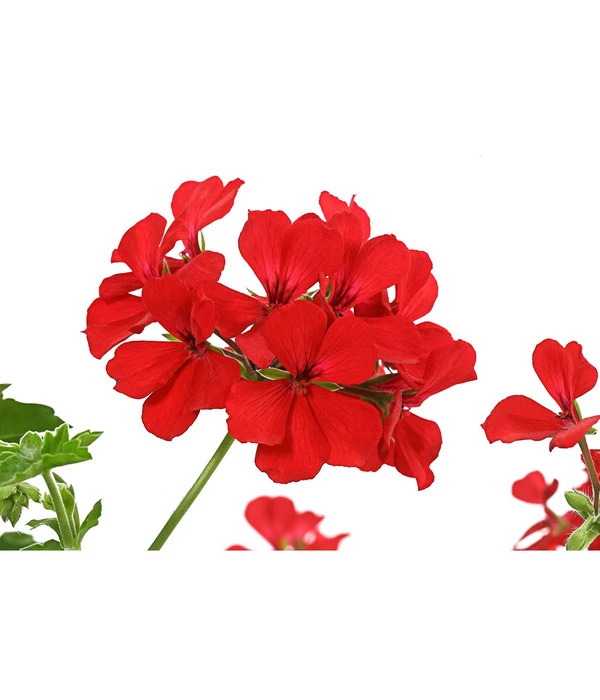 Geranie 'Caliente', Ampel – Bild 3