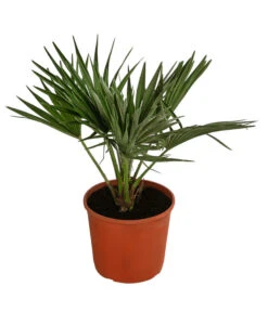 Zwergpalme 'Vulcano'