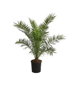 XXL Kanarische Dattelpalme, Ca. 140-160 Cm