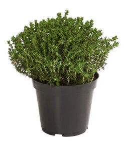 Bio Thymian