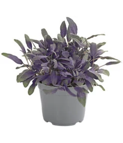 Dehner Gourmet Garten Purpursalbei