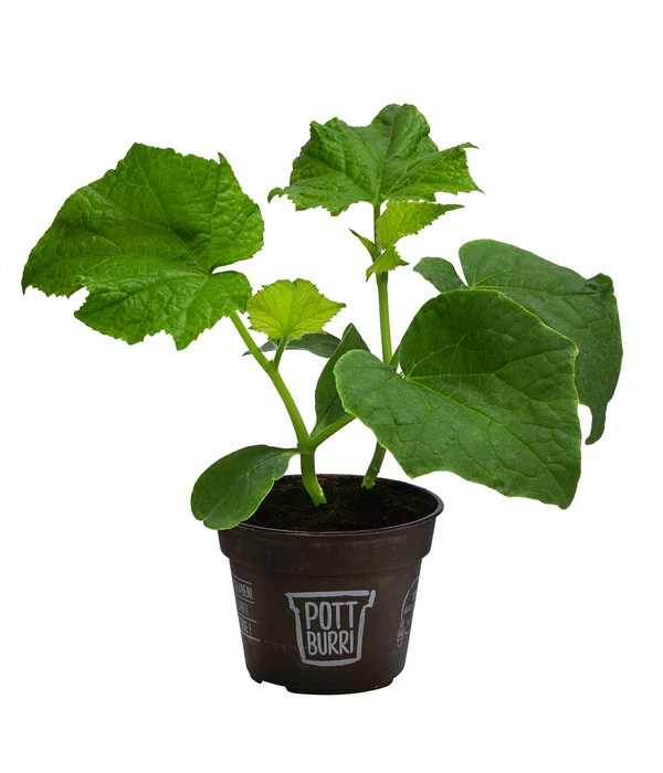 Bio Schlangengurke Im Pottburri®-Topf – Bild 2