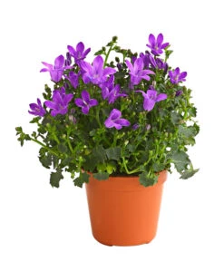 Glockenblume - Campanula Portenschlagiana 'Get Mee®'