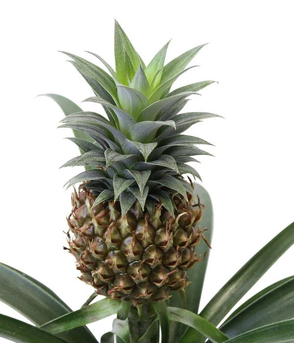 Ananaspflanze - Ananas Comosus, In Keramik – Bild 4