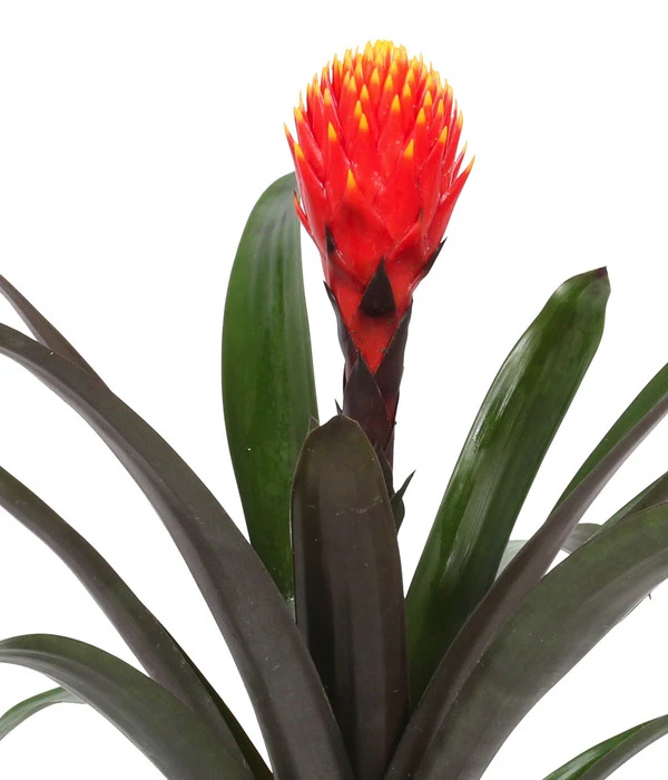 Guzmanie - Guzmania 'Tala', In Keramik – Bild 4