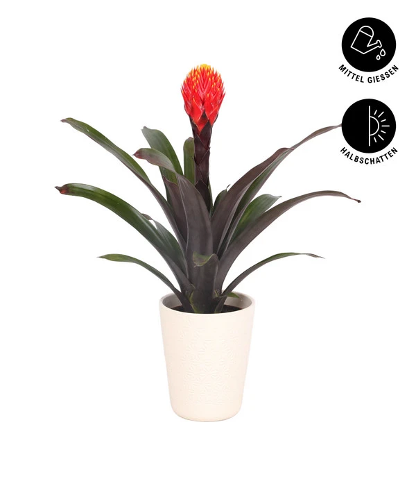 Guzmanie - Guzmania 'Tala', In Keramik – Bild 2