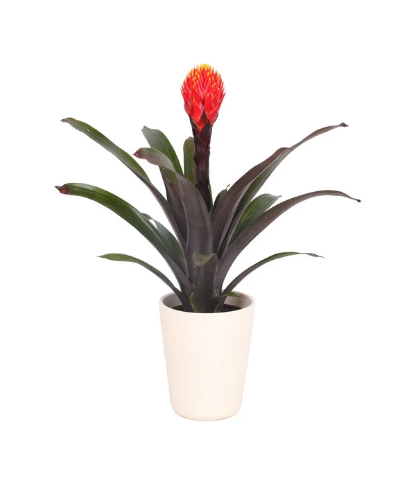 Guzmanie - Guzmania 'Tala', In Keramik