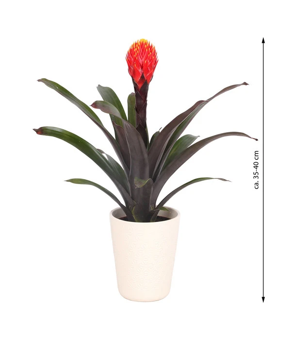 Guzmanie - Guzmania 'Tala', In Keramik – Bild 3