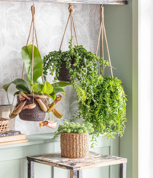 Schamblume - Aeschynanthus Lobbianus 'Rasta', Ampel – Bild 2