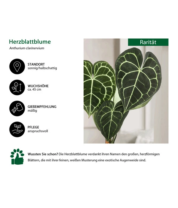 Herzblattblume - Anthurium Clarinervium – Bild 2