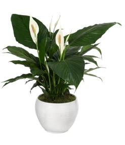 Einblatt - Spathiphyllum Wallisii, In Keramik