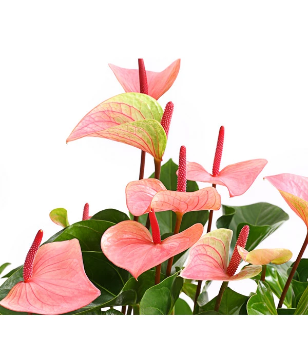 Große Flamingoblume - Anthurium Andreanum 'Summerlove' – Bild 2