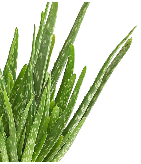 Echte Aloe - Aloe Vera – Bild 2