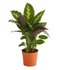 Korbmarante - Calathea 'Misto'