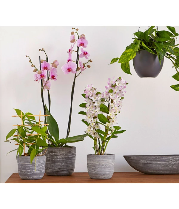 Efeutute - Epipremnum Aureum 'Torro', Ampel – Bild 3