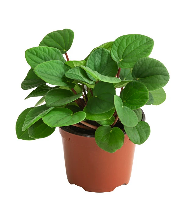 Peperomie - Peperomia Albovittatta 'Rana Verde'