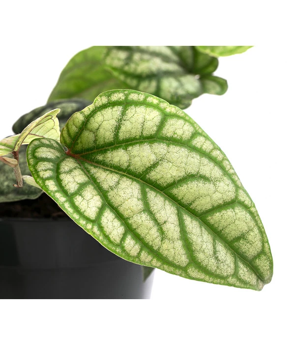 Schmuckpfeffer - Piper Sylvaticum – Bild 2