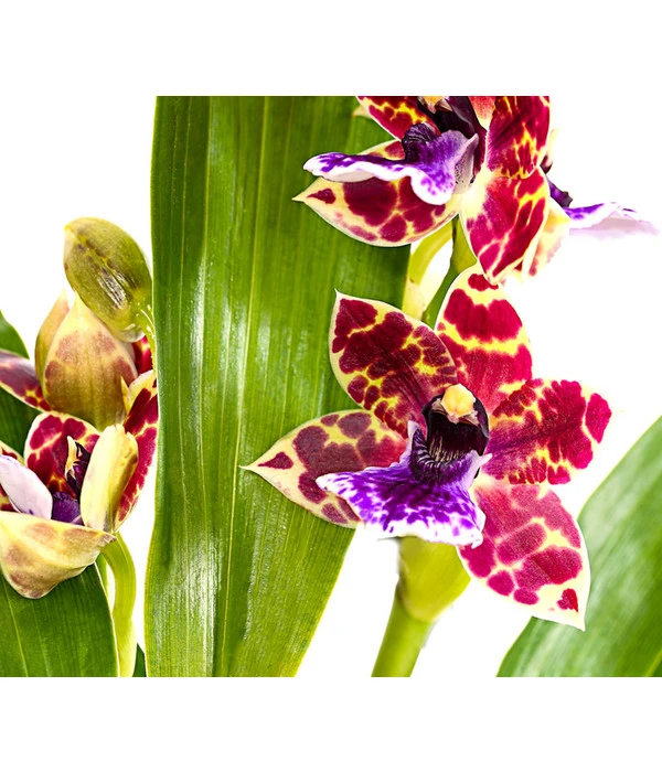 Zygopetalum - Zygopetalum Cultivars – Bild 5