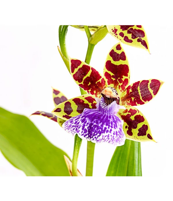 Zygopetalum - Zygopetalum Cultivars – Bild 3