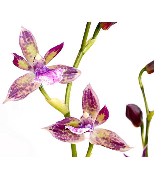 Zygopetalum - Zygopetalum Cultivars – Bild 4