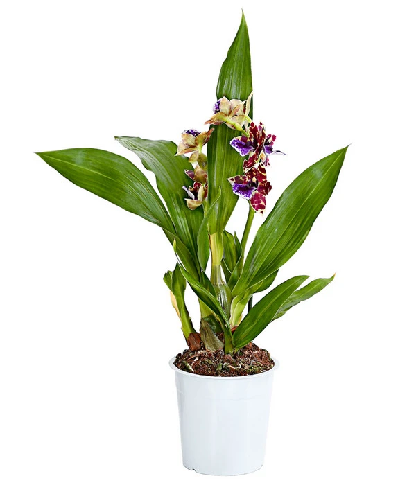 Zygopetalum - Zygopetalum Cultivars – Bild 2