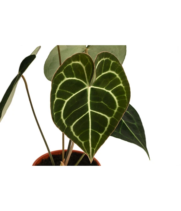 Herzblattblume - Anthurium Clarinervium – Bild 3