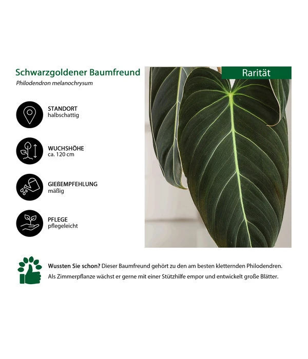 Schwarzgoldener Baumfreund - Philodendron Melanochrysum – Bild 2
