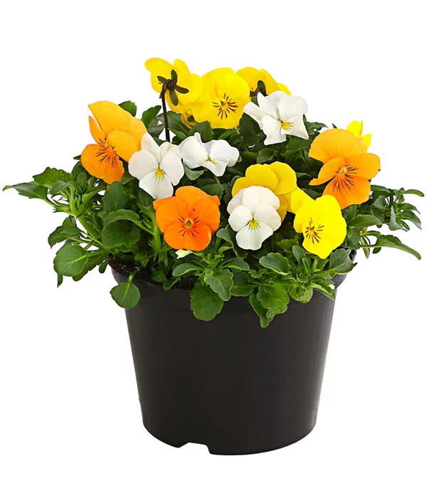 Hornveilchen-Trio, Weiß/gelb/orange