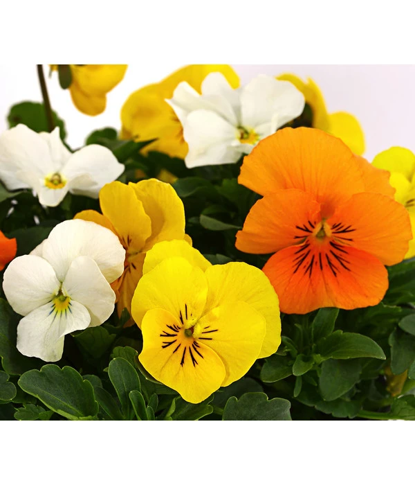 Hornveilchen-Trio, Weiß/gelb/orange – Bild 3