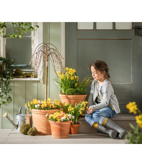 Hornveilchen-Trio, Weiß/gelb/orange – Bild 2