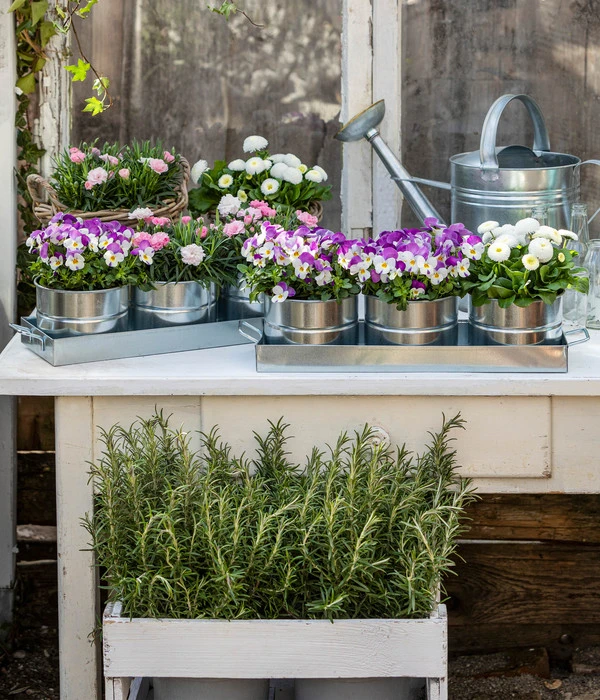 Hornveilchen, Sonderfarben – Bild 7