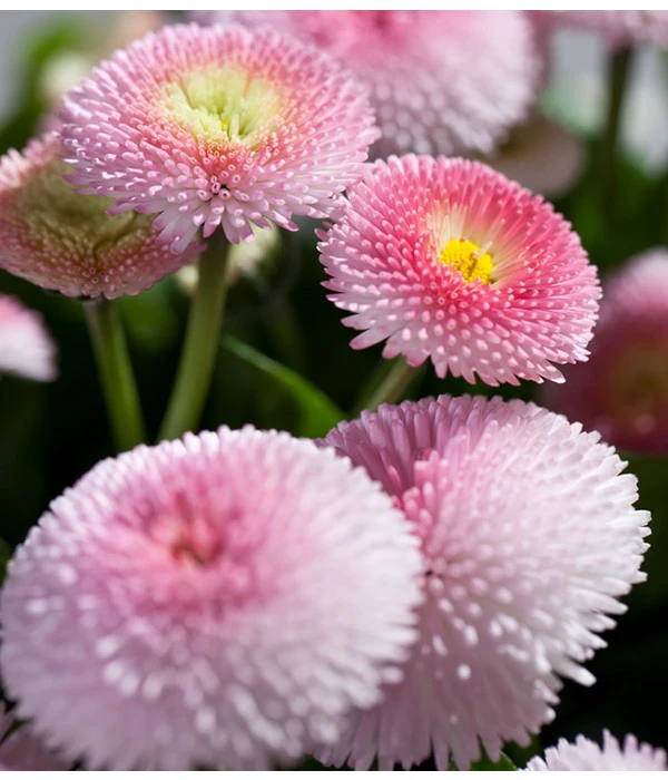 Gänseblümchen 'Erdbeersahne', Gefüllt – Bild 8