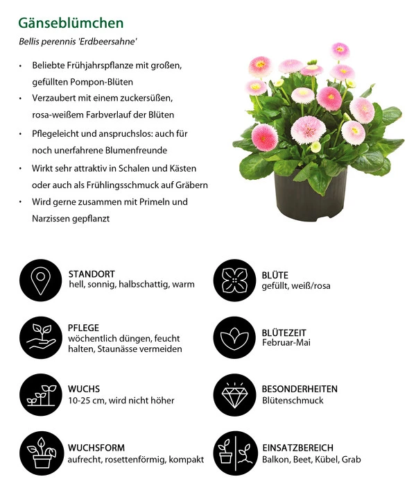 Gänseblümchen 'Erdbeersahne', Gefüllt – Bild 7