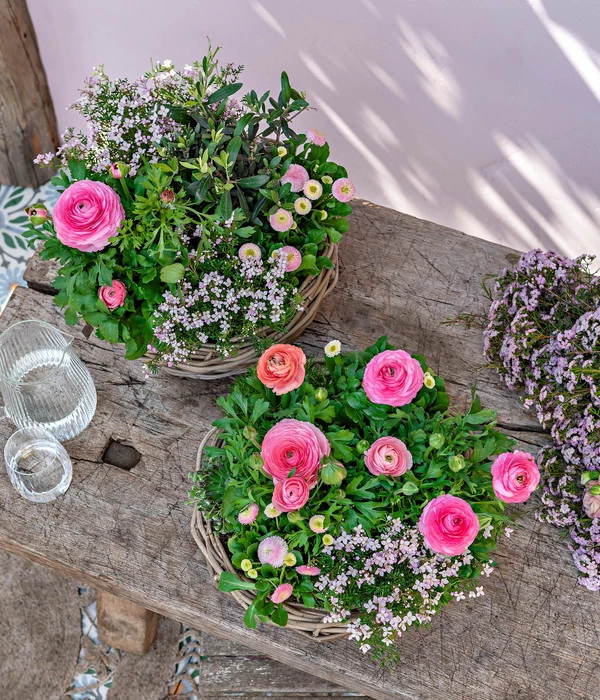 Gänseblümchen 'Erdbeersahne', Gefüllt – Bild 6