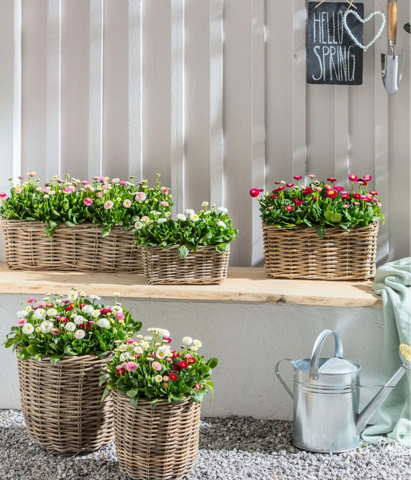 Gänseblümchen 'Erdbeersahne', Gefüllt – Bild 4