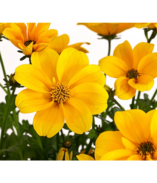 Goldmarie 'Golden Empire' – Bild 6