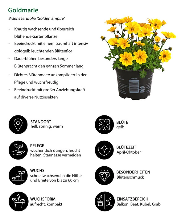 Goldmarie 'Golden Empire' – Bild 5