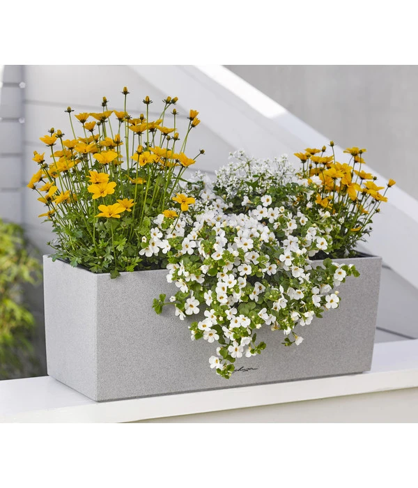 Goldmarie 'Golden Empire' – Bild 3