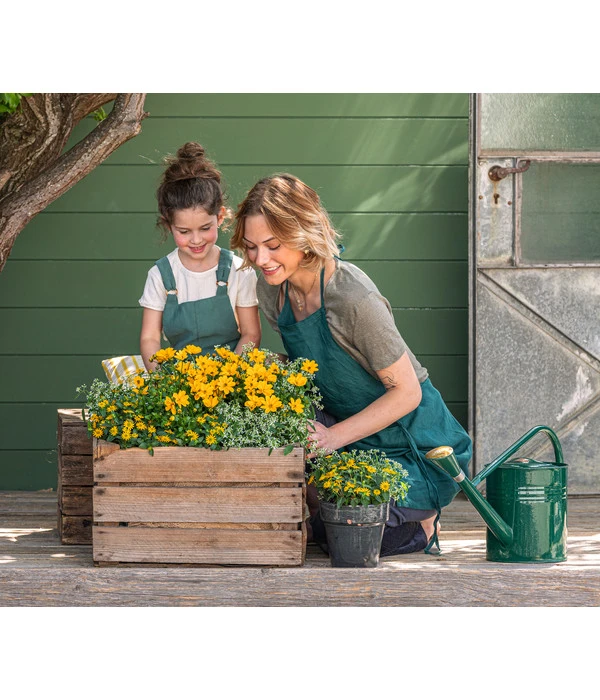 Goldmarie 'Golden Empire' – Bild 2