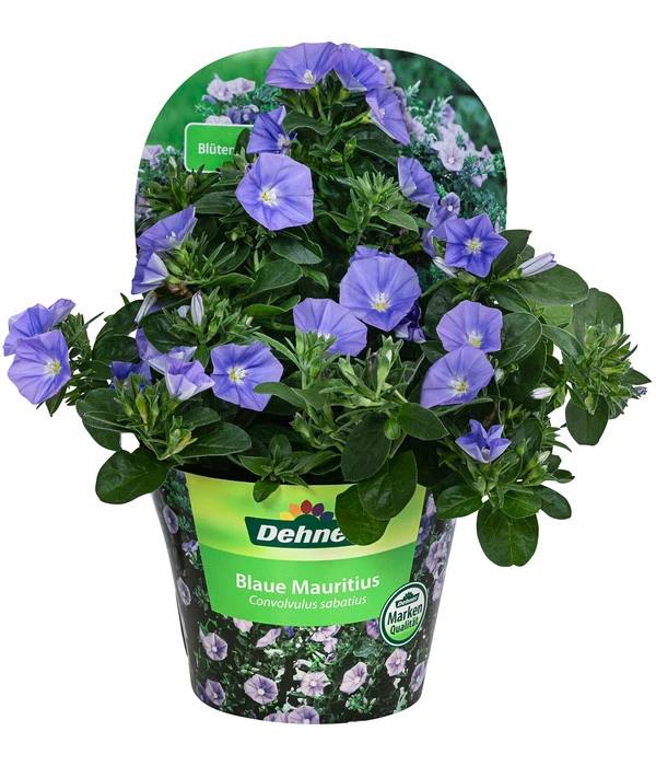 Blaue Mauritius – Bild 2