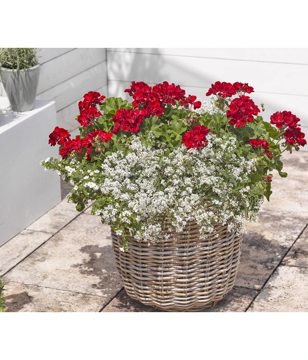 Bodendeckergeranie 'Rubin' – Bild 5