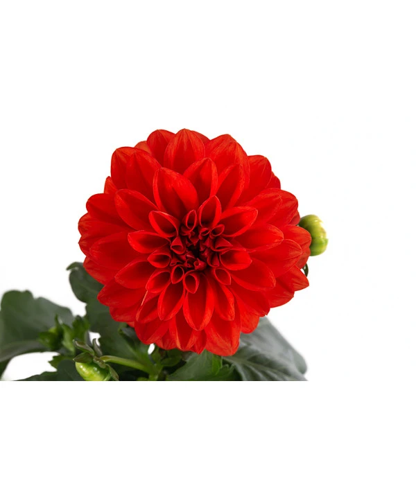 Zwergdahlie, Verschiedene Farben – Bild 12