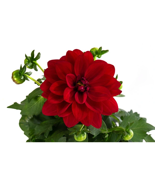 Zwergdahlie, Verschiedene Farben – Bild 11